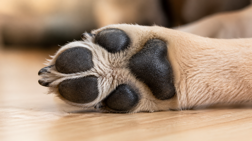 Pfotenpflege beim Hund: Was wirklich wichtig ist