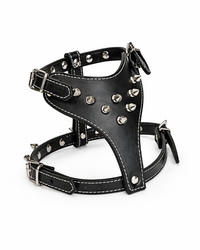 For small dogs with a big presence