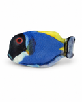 Blauer Doktorfisch
