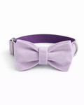 Collar with bow tie