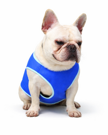 Kühlweste für Hunde – atmungsaktive Sommerweste in Blau