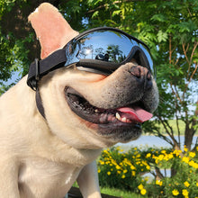 The windproof dog goggles for true four-legged VIPs