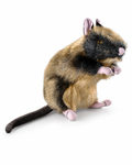 Ratte