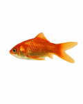 Goldfisch