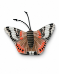 Admiral Schmetterling