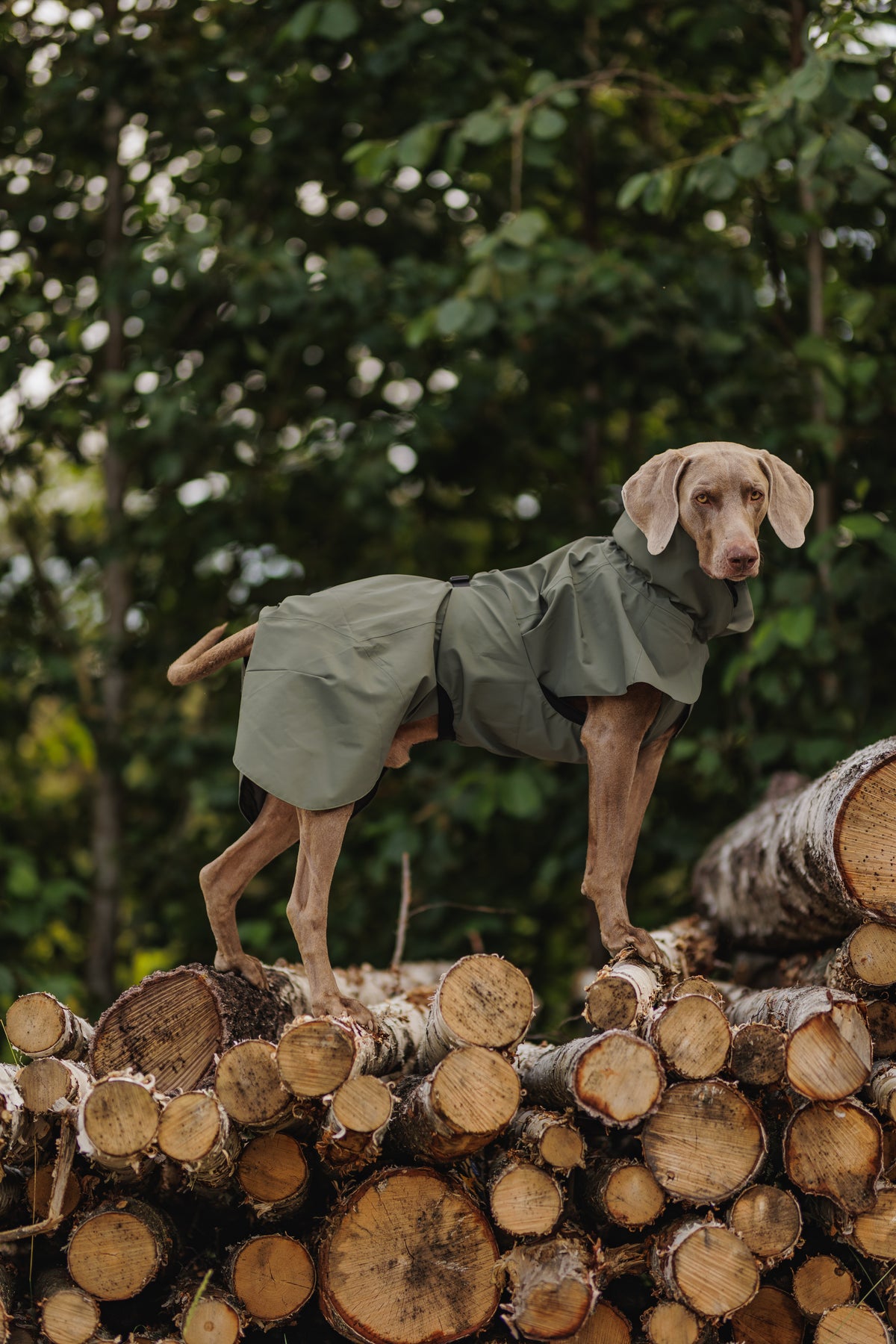 Hellbrauner Hund trägt den PAIKKA Visibility Regenmantel 2026 in Thyme – seitliche Ganzkörperaufnahme auf gestapelten Baumstämmen im Wald mit hohem, verstellbarem Kragen, schützender Brustpartie und großflächiger Rückenabdeckung