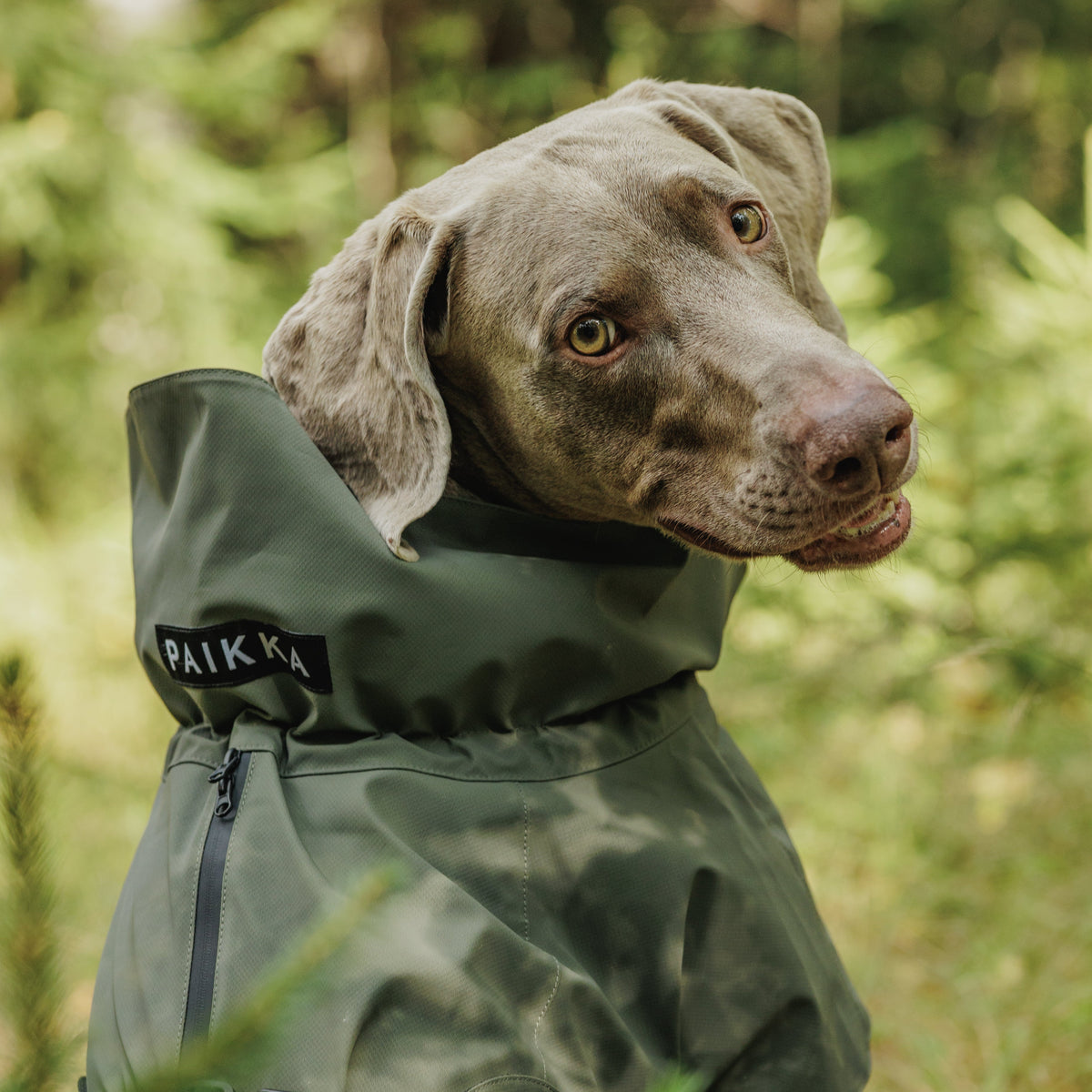 Graubrauner Hund trägt den PAIKKA Visibility Regenmantel 2026 in Thyme – Nahaufnahme im grünen Wald mit hohem, verstellbarem Kragen, PAIKKA-Logo, schwarzem Reißverschluss und verstellbarem Bauchverschluss