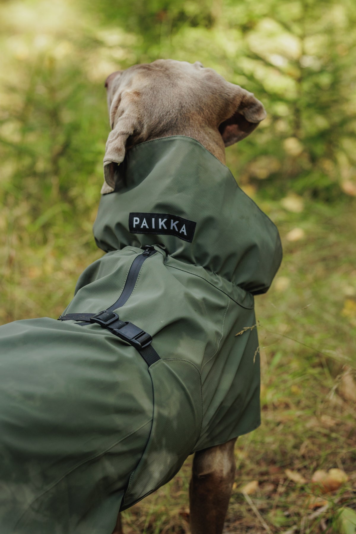 Hellbrauner Hund trägt den PAIKKA Visibility Regenmantel 2026 in Thyme – rückwärtige Nahaufnahme im Wald mit hohem, verstellbarem Kragen, PAIKKA-Logo, wasserdichter Geschirröffnung mit Reißverschluss und schwarzem Bauchverschluss