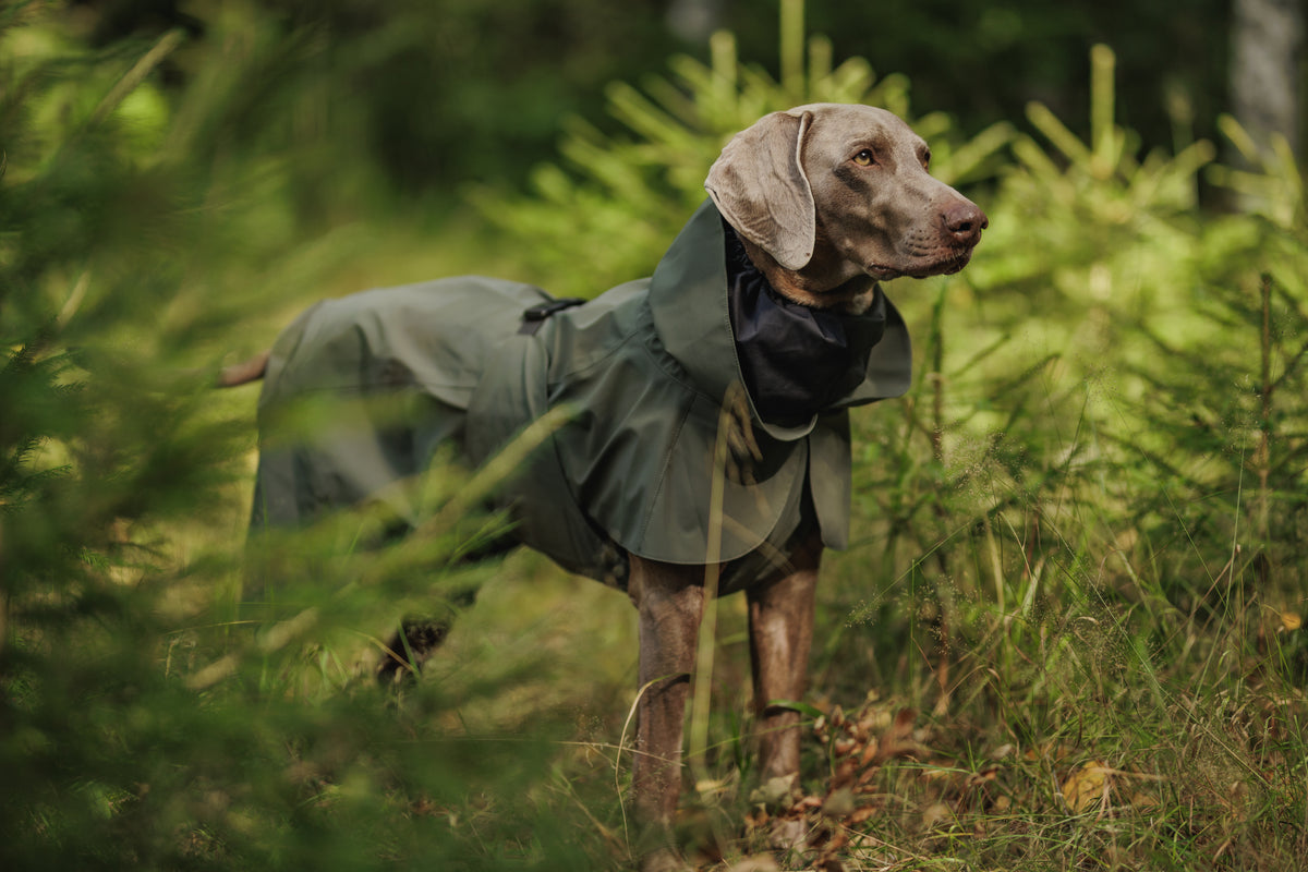 Graubrauner Hund trägt den PAIKKA Visibility Regenmantel 2026 in Thyme – wasserdichter und reflektierender Hundemantel mit hohem, verstellbarem Kragen, schützender Brustpartie und Rückenabdeckung, aufgenommen zwischen grünen Nadelbäumen im Wald