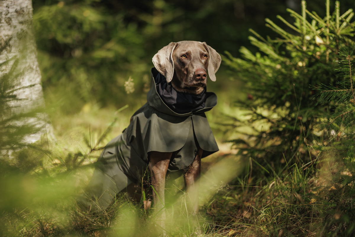 Graubrauner Hund sitzt im Wald und trägt den PAIKKA Visibility Regenmantel 2026 in Thyme – wasserdichter und reflektierender Hundemantel mit hohem, verstellbarem Kragen, schwarzem Innenfutter und schützender Brustpartie zwischen grünen Nadelbäumen